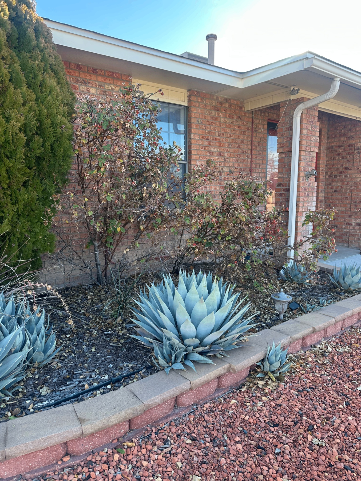 Front yard before bush removal - overgrown shrubs